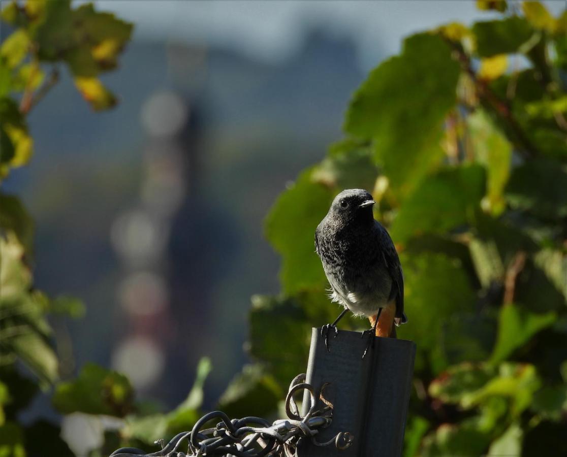 Pension Winnemuller Cochem Bagian luar foto